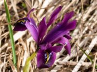 Iris reticulata Terekudden, Bunkeflo strandängar, Malmö, Skåne, Sweden 20160324_0003