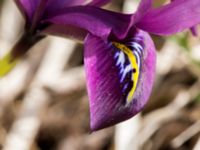 Iris reticulata Terekudden, Bunkeflo strandängar, Malmö, Skåne, Sweden 20160324_0004