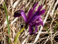 Iris reticulata Terekudden, Bunkeflo strandängar, Malmö, Skåne, Sweden 20160324_0005