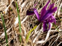 Iris reticulata Terekudden, Bunkeflo strandängar, Malmö, Skåne, Sweden 20160324_0006