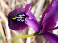 Iris reticulata Terekudden, Bunkeflo strandängar, Malmö, Skåne, Sweden 20160324_0007