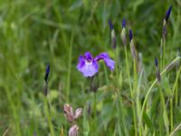 Iris setosa Potter Marshes, Anchorage, Alaska, USA 20140615_0493243