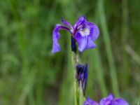 Iris setosa Potter Marshes, Anchorage, Alaska, USA 20140615_0494244