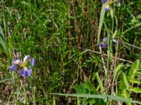 Iris setosa Vanningen, Vellinge, Skåne, Sweden 20240525_0019