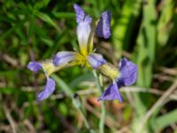 Iris setosa Vanningen, Vellinge, Skåne, Sweden 20240525_0020