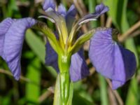 Iris setosa Vanningen, Vellinge, Skåne, Sweden 20240525_0021