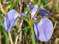 Iris setosa Vanningen, Vellinge, Skåne, Sweden 20240525_0026