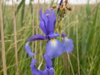Iris spuria Buskage Fågeltornet, Klagshamns udde, Malmö, Skåne, Sweden 20200621_0002