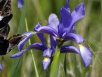 Iris spuria Terekudden, Bunkeflo strandängar, Malmö, Skåne, Sweden 20080609 015