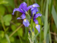 Iris spuria Terekudden, Bunkeflo strandängar, Malmö, Skåne, Sweden 20240527_0126