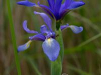 Iris spuria Terekudden, Bunkeflo strandängar, Malmö, Sweden 20140531_0052