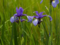 Iris spuria Terekudden, Bunkeflo strandängar, Malmö, Sweden 20140531_0054