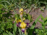 Iris variegata Borgeby reningsverk, Lomma, Skåne, Sweden 20190602_0235