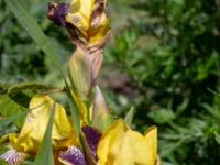 Iris variegata Borgeby reningsverk, Lomma, Skåne, Sweden 20190602_0238