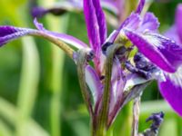 Iris versicolor Sånarps södra våtmark, Trelleborg, Skåne, Sweden 20220604_0243