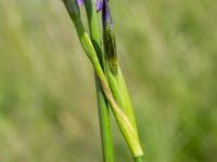 Iris versicolor Sånarps södra våtmark, Trelleborg, Skåne, Sweden 20220604_0257