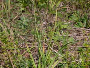 Sisyrinchium montanum - Strict Blue-eyed Grass - Gräslilja