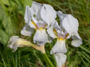 Iris florentina