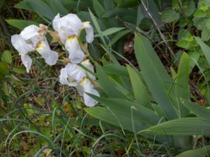 Iris pallida - Sweet Iris - Silveriris