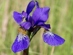 Iris sanguinea - Violiris