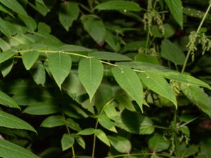 Juglans mandshurica - Manchurian Walnut - Manchurisk valnöt