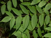 Juglans mandshurica Upplagsplatas 200 m ENE Hultabo, Halmstad, Halland, Sweden 20190805_0158