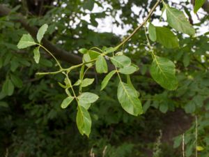 Juglans regia - Walnut - Valnöt