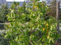 Juglans regia Varvsparken, Västra hamnen, Malmö, Skåne, Sweden 20190907_0187