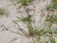 Juncus alpinoarticulatus ssp. rariflorus Skoghem, Vombs fure, Lund, Skåne, Sweden 20160723_0135