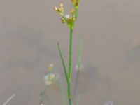 Juncus articulatus Dammar Gränsvägen, Åkarp, Burlöv, Skåne, Sweden 20240714_0103