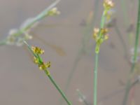 Juncus articulatus Dammar Gränsvägen, Åkarp, Burlöv, Skåne, Sweden 20240714_0105