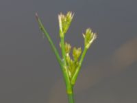 Juncus articulatus Dammar Gränsvägen, Åkarp, Burlöv, Skåne, Sweden 20240714_0106