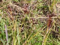 Juncus articulatus Vårsångens odlingsområde, Malmö, Skåne, Sweden 20240703_0013