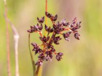 Juncus articulatus Vårsångens odlingsområde, Malmö, Skåne, Sweden 20240703_0017