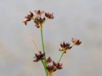 Juncus articulatus var. articulatus Dagshög, Torekov, Båstad, Skåne, Sweden 20180718_0048