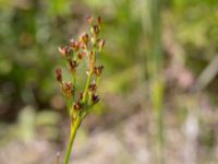 Juncus articulatus var. articulatus Fuktängen, Klagshamns udde, Malmö, Skåne, Sweden 20150702_0056