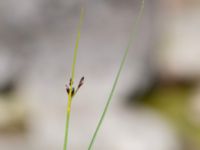 Juncus balticus Simris strandmark, Simrishamn, Skåne, Sweden 20240606_0152