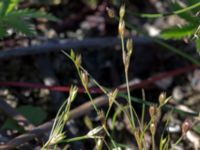 Juncus bufonius Kälkestad, Oppmannasjön, Kristianstad, Skåne, Sweden 20160827_0119