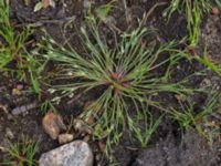 Juncus bufonius Stensjöstrands NR, Falkenberg, Halland, Sweden 20210622_0049