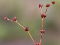 Juncus bulbosus Sönnerbergen, Onsala, Kungsbacka, Halland, Sweden 20150721_0041