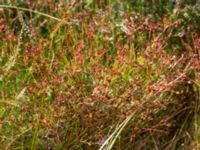 Juncus bulbosus Sönnerbergen, Onsala, Kungsbacka, Halland, Sweden 20150721_0043