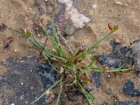 Juncus bulbosus ssp. bulbosus Lärkesholmssjön, Örkelljunga, Skåne, Sweden 20180711_0144