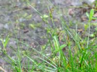 Juncus Södra dungen Ekdungen, Toarp, Svedala, Skåne, Sweden 20240622_0042