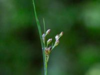 Juncus Södra dungen Ekdungen, Toarp, Svedala, Skåne, Sweden 20240622_0043