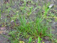 Juncus compressus Södra dungen, Toarp, Svedala, Skåne, Sweden 20240622_0051