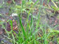 Juncus compressus Södra dungen, Toarp, Svedala, Skåne, Sweden 20240622_0053