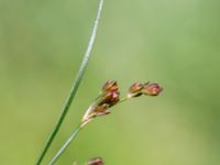 Juncus compressus bron, Toarp, Svedala, Skåne, Sweden 20230628_0155