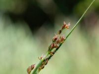 Juncus compressus bron, Toarp, Svedala, Skåne, Sweden 20230628_0157