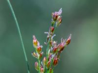 Juncus compressus bron, Toarp, Svedala, Skåne, Sweden 20230628_0158