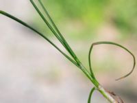 Juncus compressus bron, Toarp, Svedala, Skåne, Sweden 20230628_0163